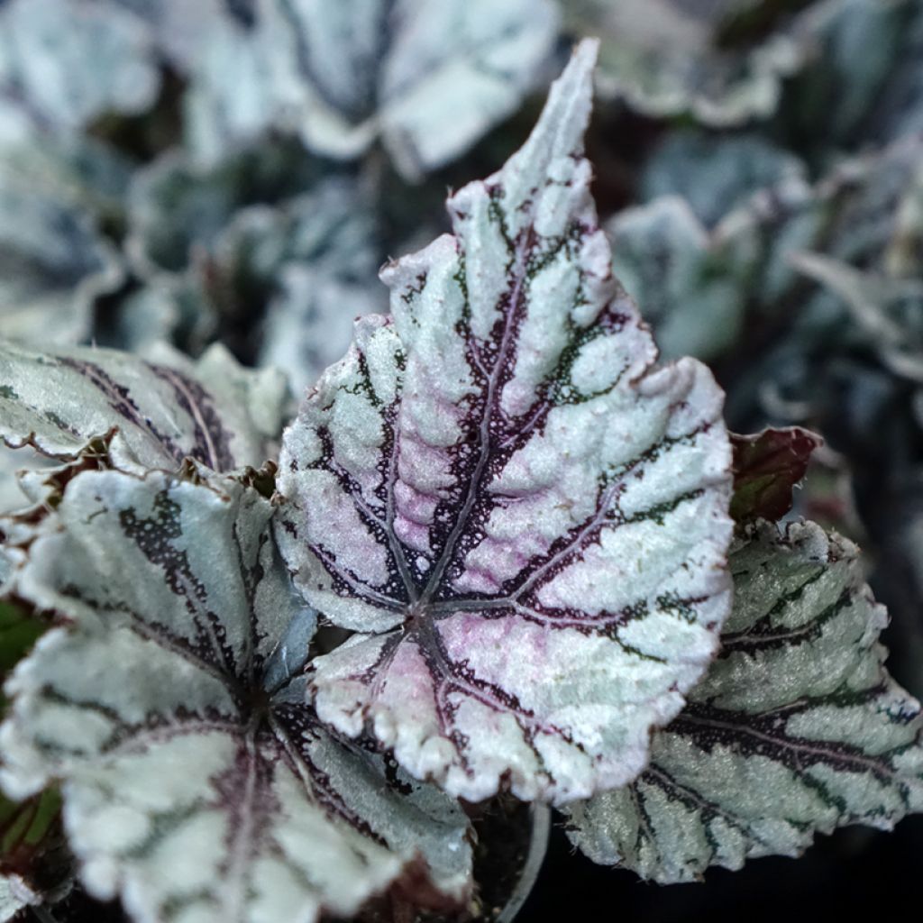 Begonia Rex Dew Drop