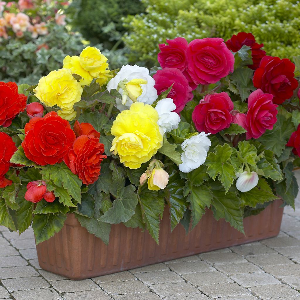 Bégonia double Mix 8 couleurs - Begonia Grandiflora 