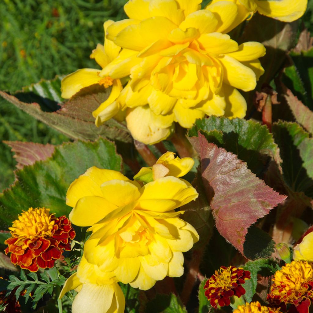 Begonia pendula Jaune - Bégonia retombant