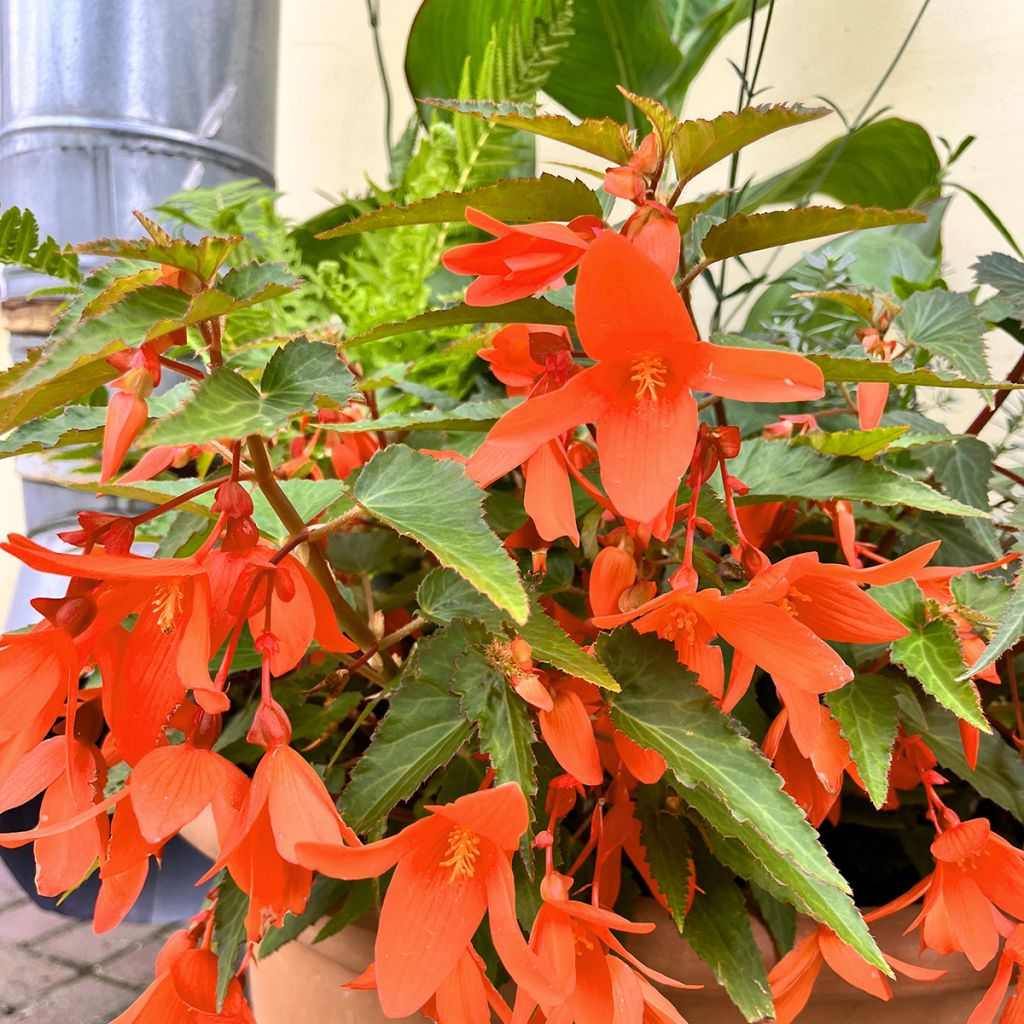 Bégonia retombant Skaugum - Begonia bertinii