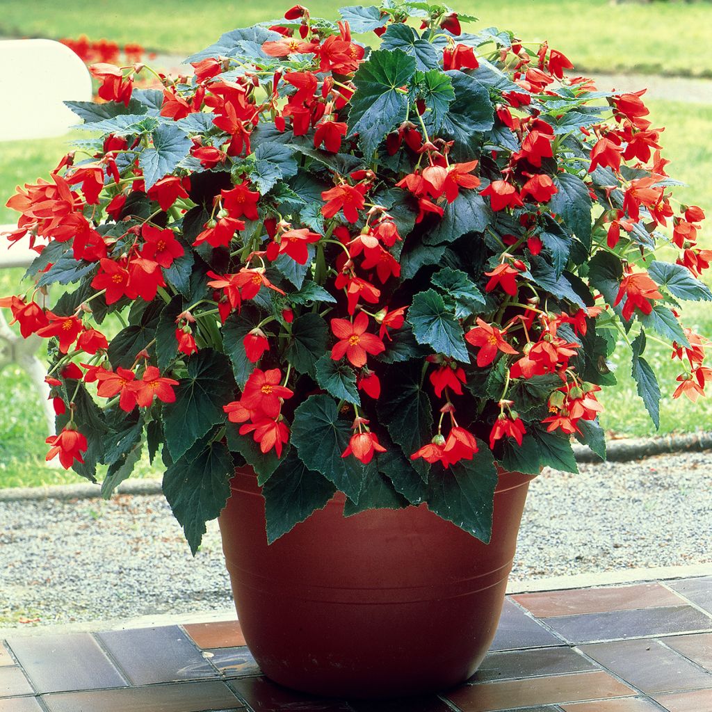 Bégonia retombant Skaugum - Begonia bertinii