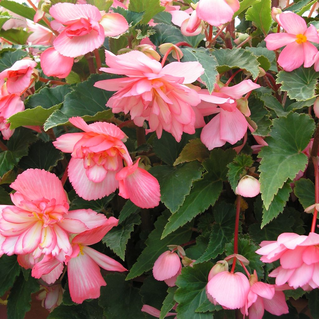 Graines de Bégonia retombant Chanson Pink and White Bicolor - Begonia x tuberhybrida pendula