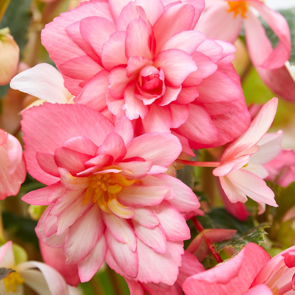 Graines de Bégonia retombant Chanson Pink and White Bicolor - Begonia x tuberhybrida pendula
