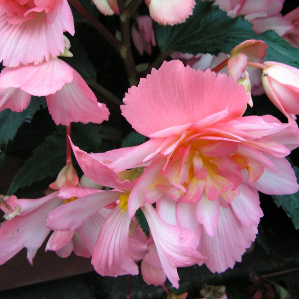 Graines de Bégonia retombant Chanson Pink and White Bicolor - Begonia x tuberhybrida pendula