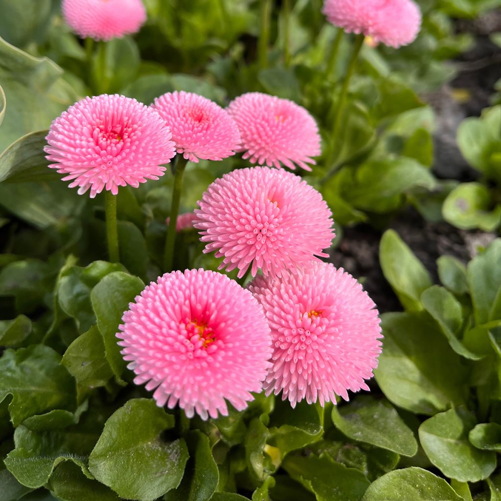 Pâquerette Bellissima Compact Rose - Bellis perennis