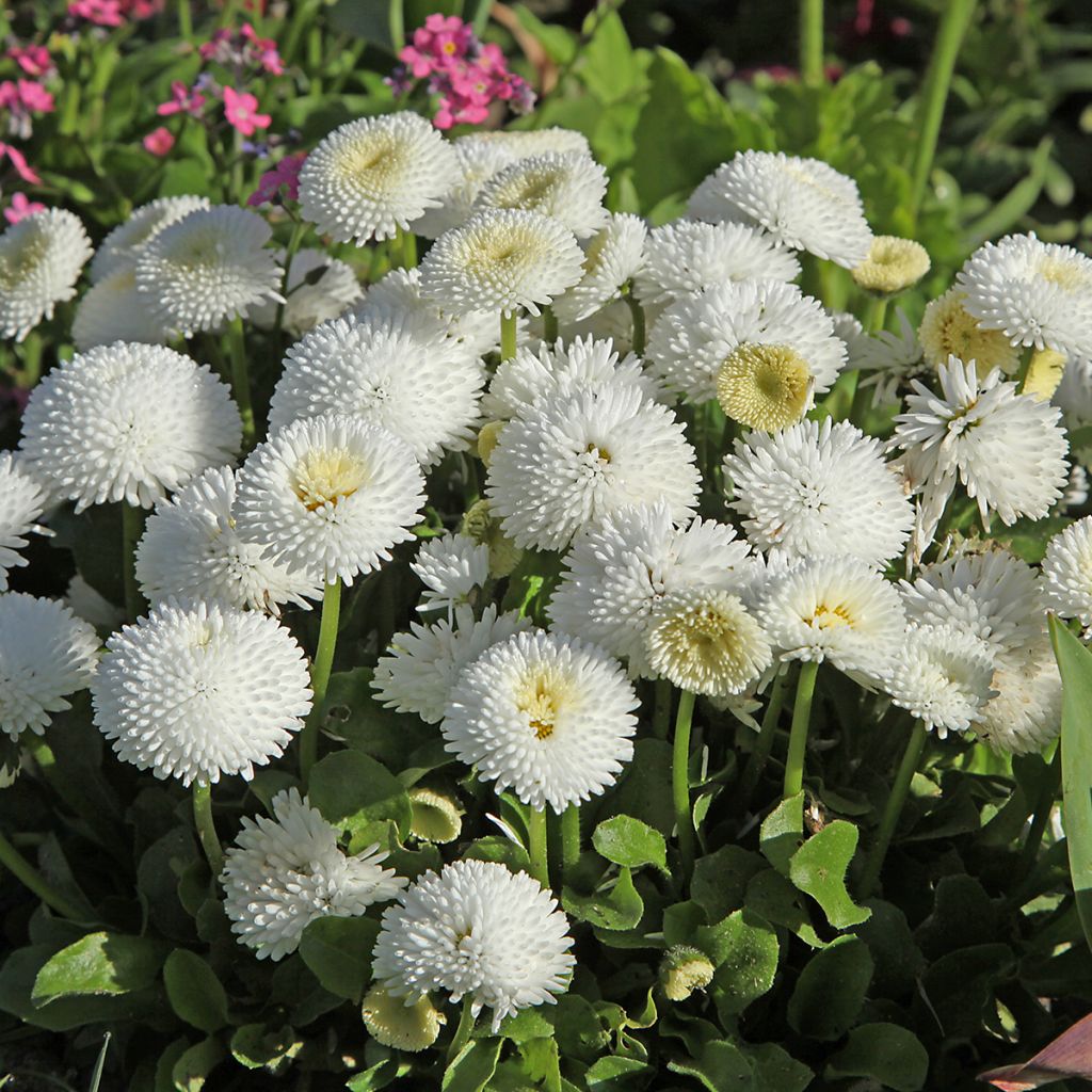 Pâquerette Bellissima Compact White - Bellis Perennis