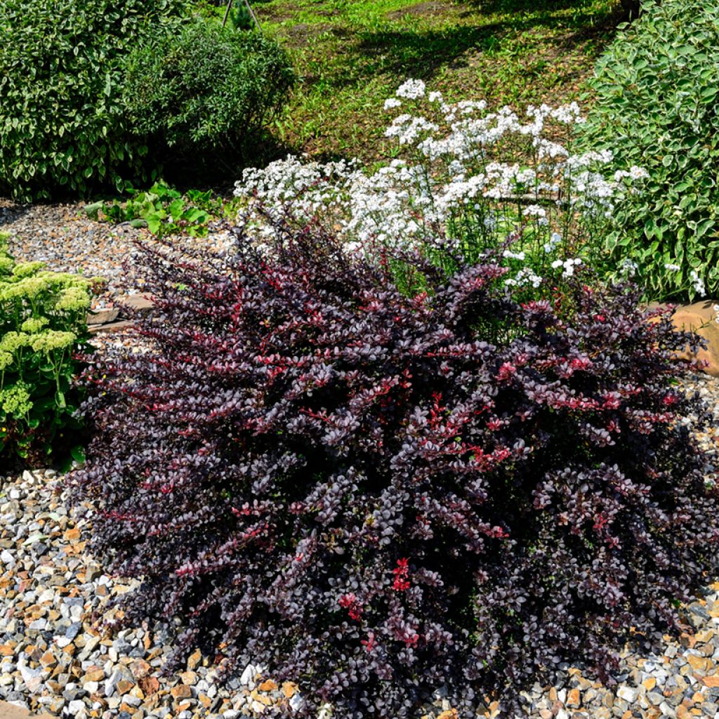 Berberis thunbergii Concorde - Épine-vinette