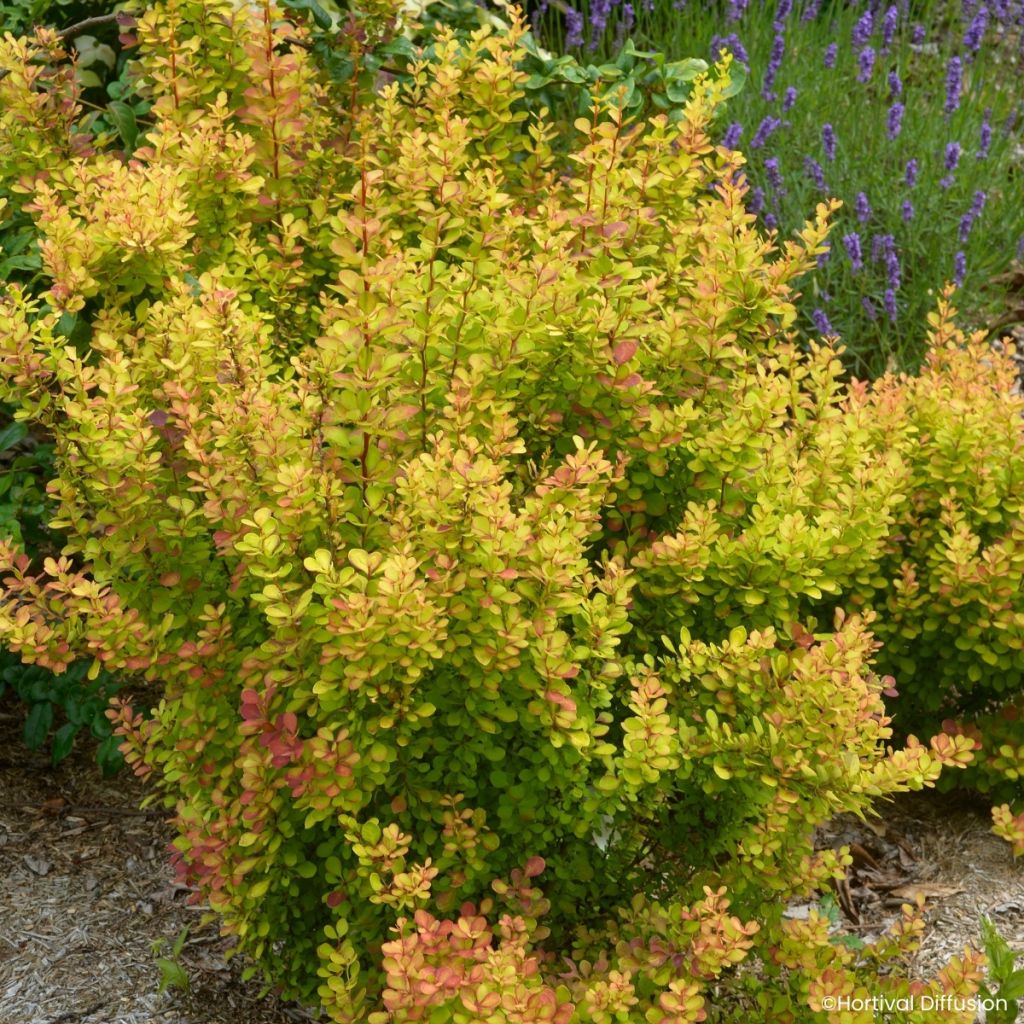 Berberis thunbergii Orange Torch - Epine-vinette