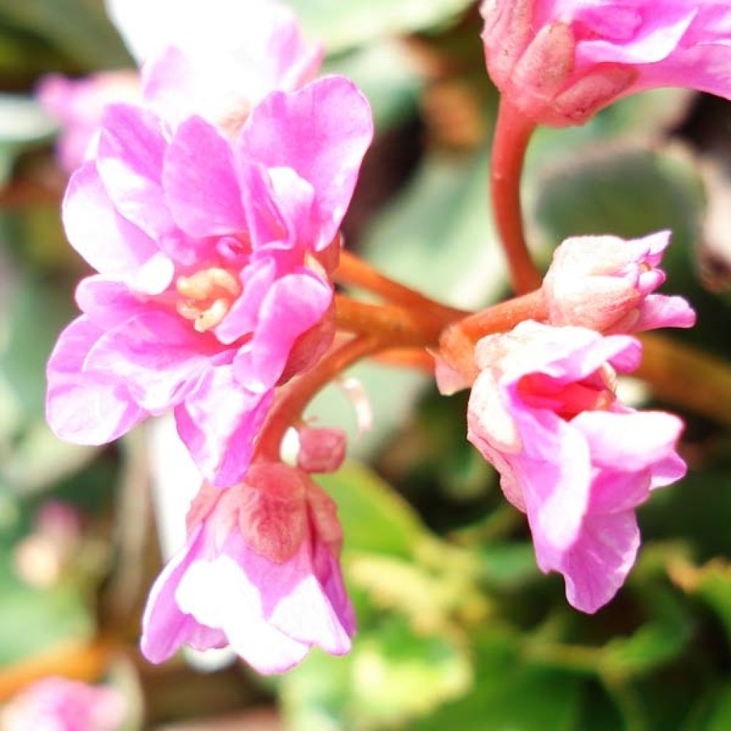 Bergenia cordifolia - Plante des savetiers