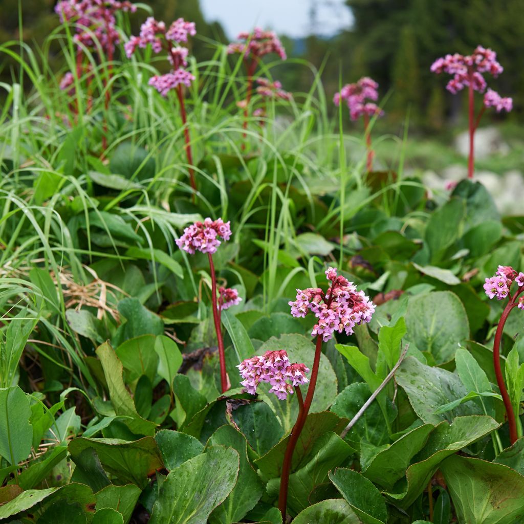 Bergenia cordifolia - Plante des savetiers