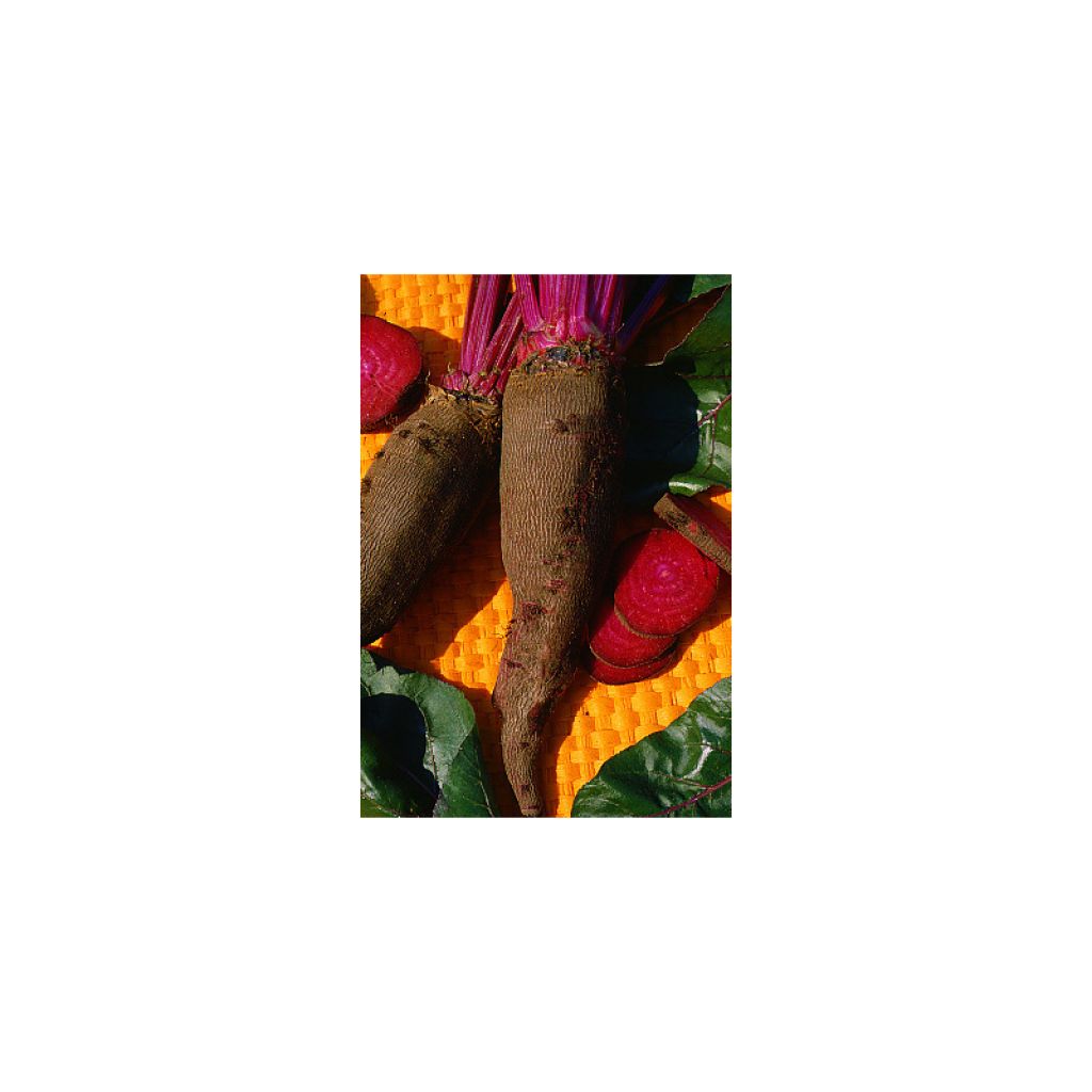 Betterave Crapaudine