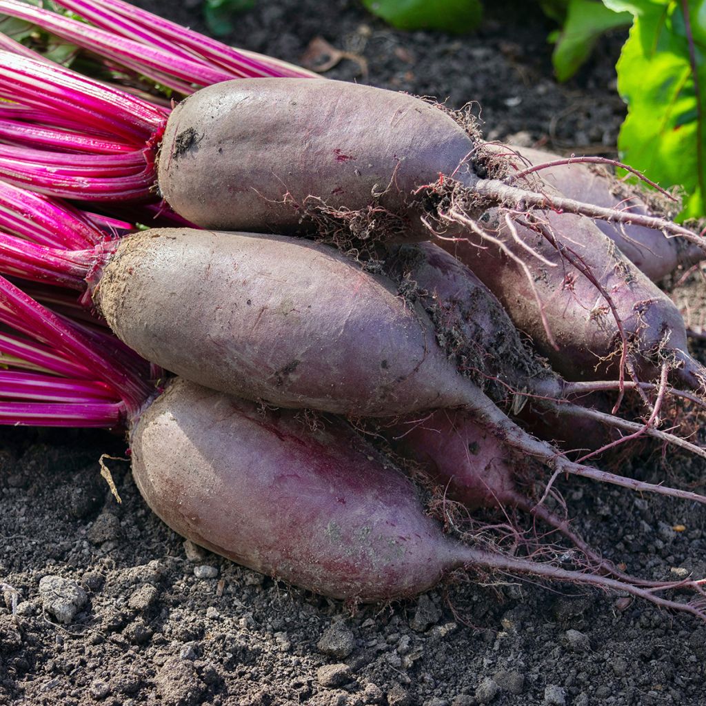 Betterave Cylindra