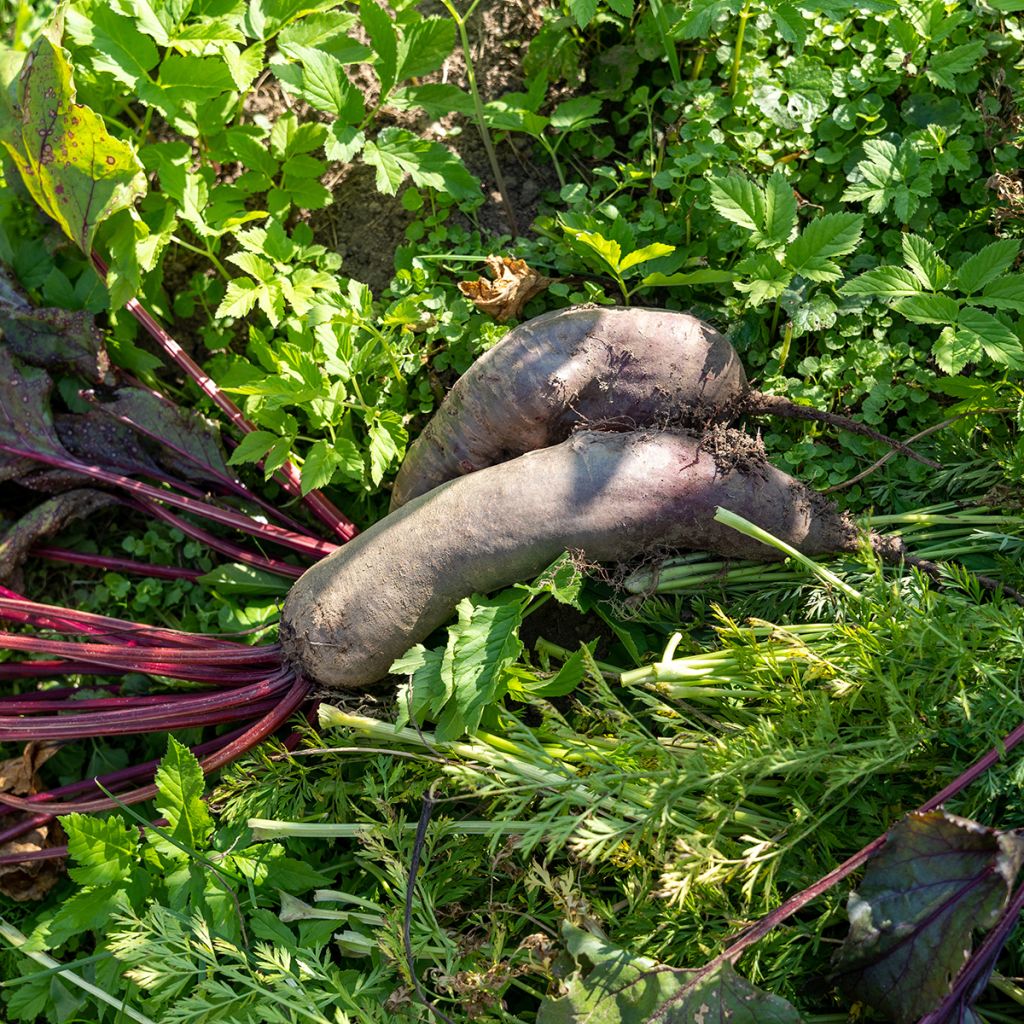 Betterave Cylindra