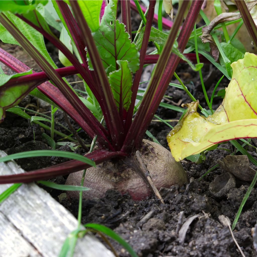 Betterave noire plate d'Egypte