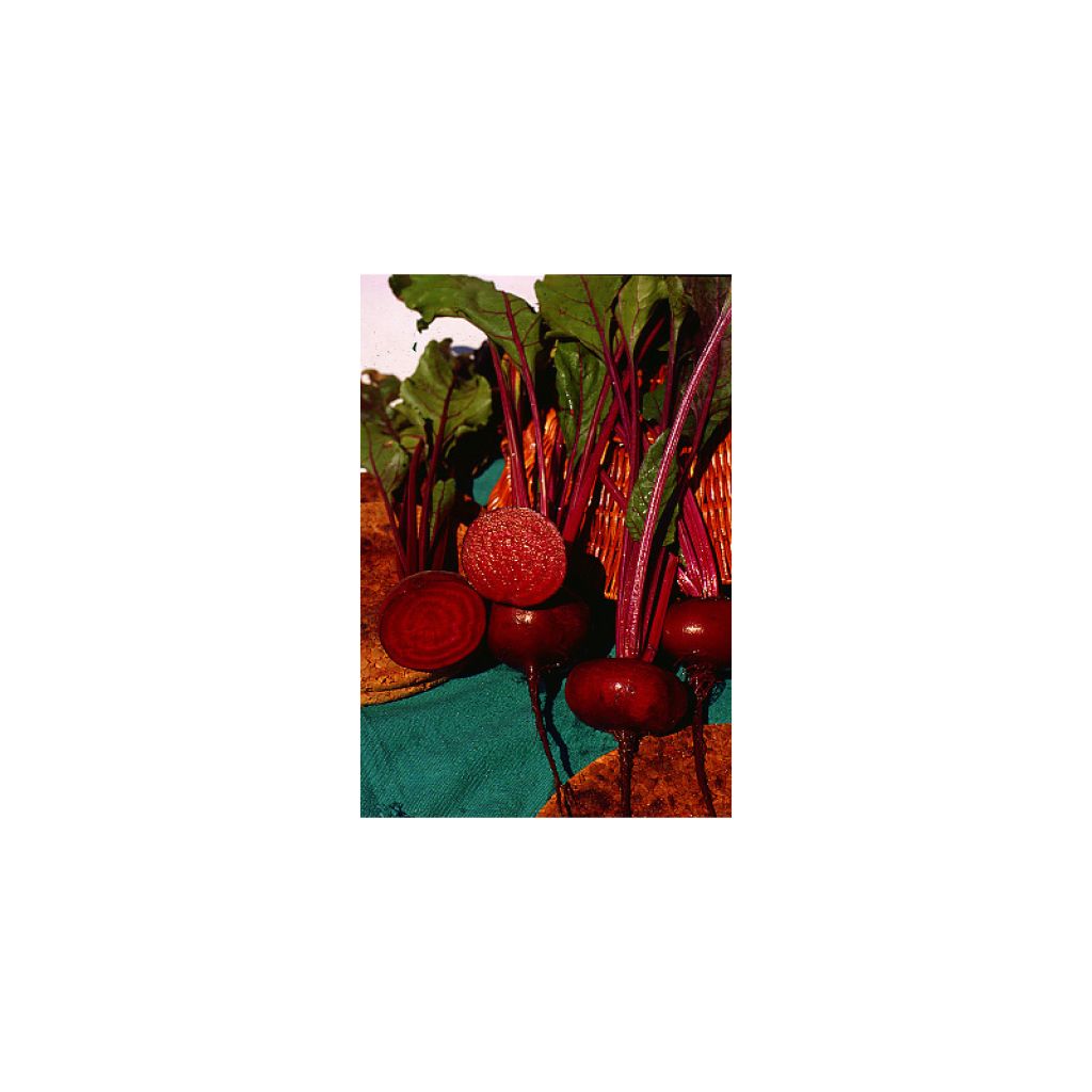 Betterave noire plate d'Egypte