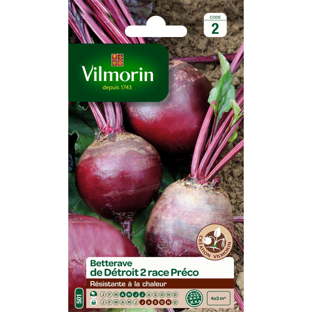 Betterave rouge de Détroit 2 race Préco (Sél. Vilmorin) - Vilmorin