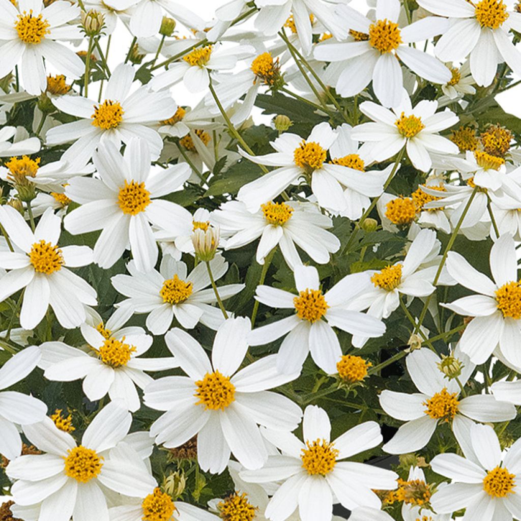 Bidens Bee White