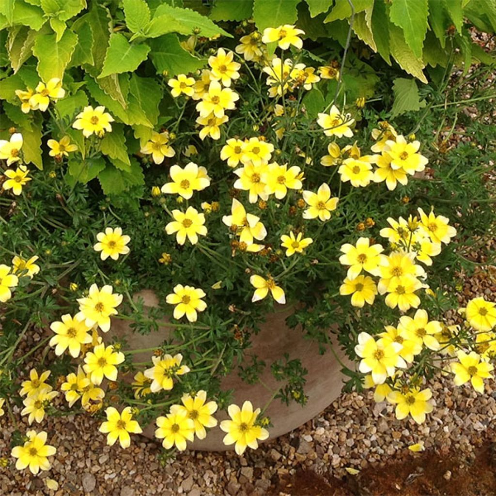 Bidens Lemon Moon