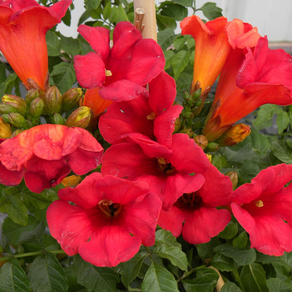 Bignone - Campsis tagliabuana Summer Jazz Fire