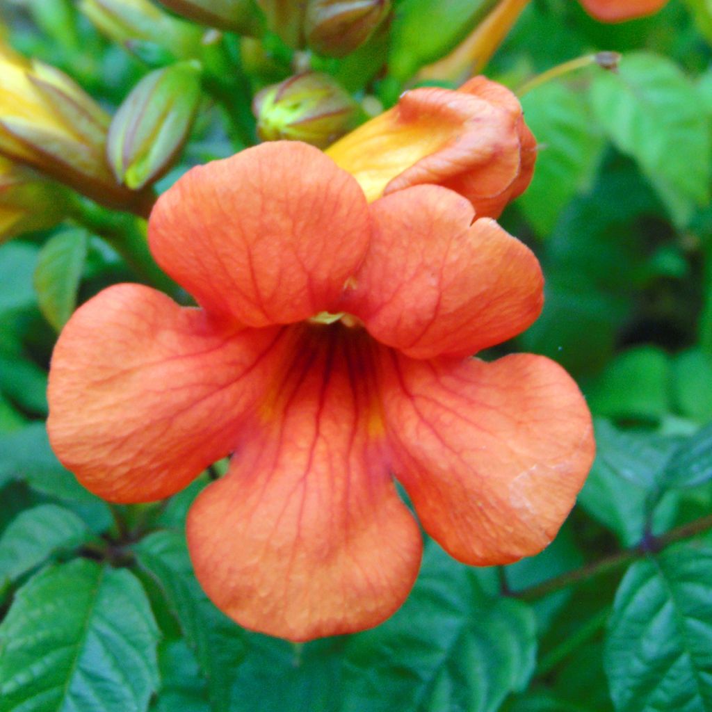 Bignone - Campsis tagliabuana Summer Jazz Fire