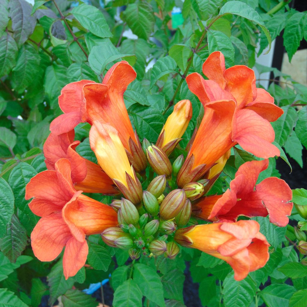 Bignone - Campsis tagliabuana Summer Jazz Fire