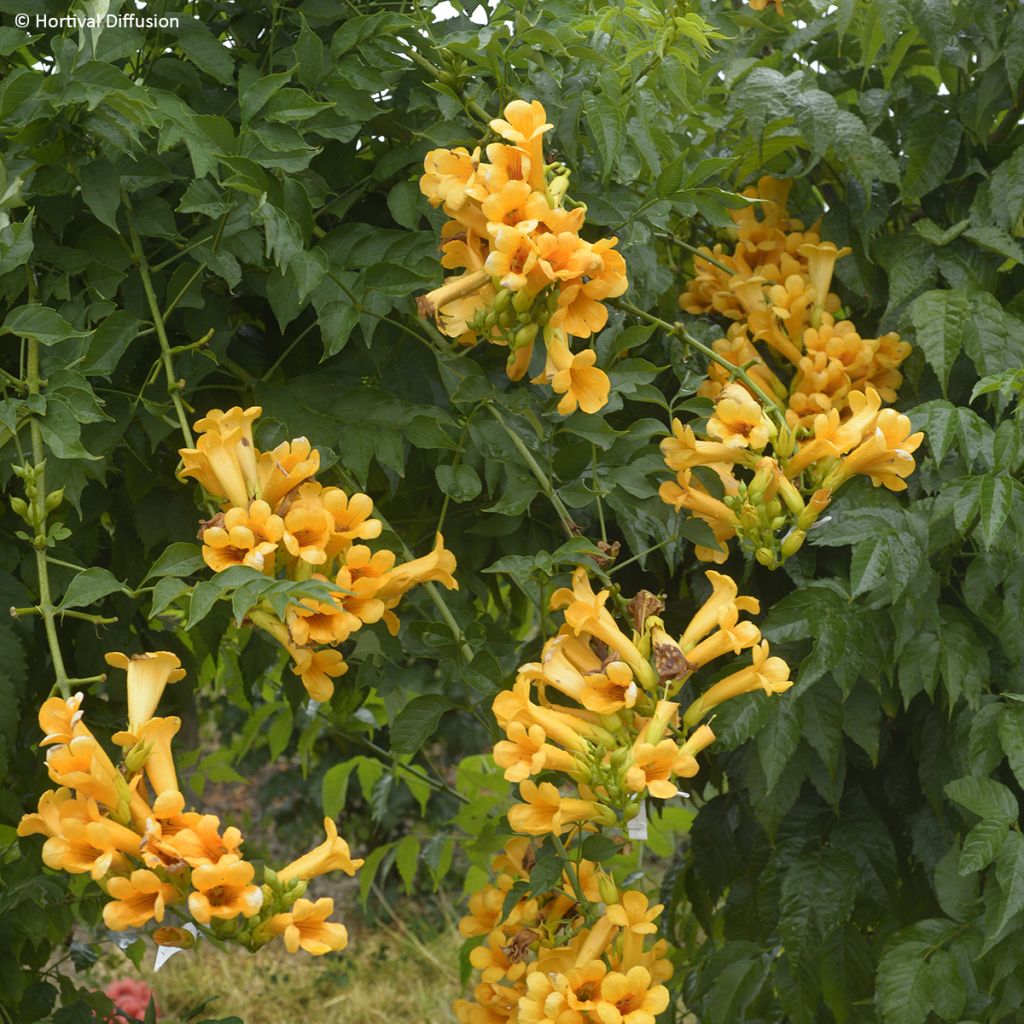Bignone Golden Trumpet - Campsis x tagliabuana