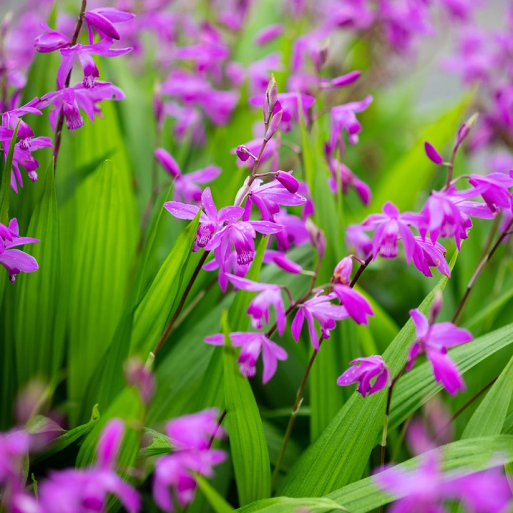 Bletilla striata Purple - Orchidée jacinthe