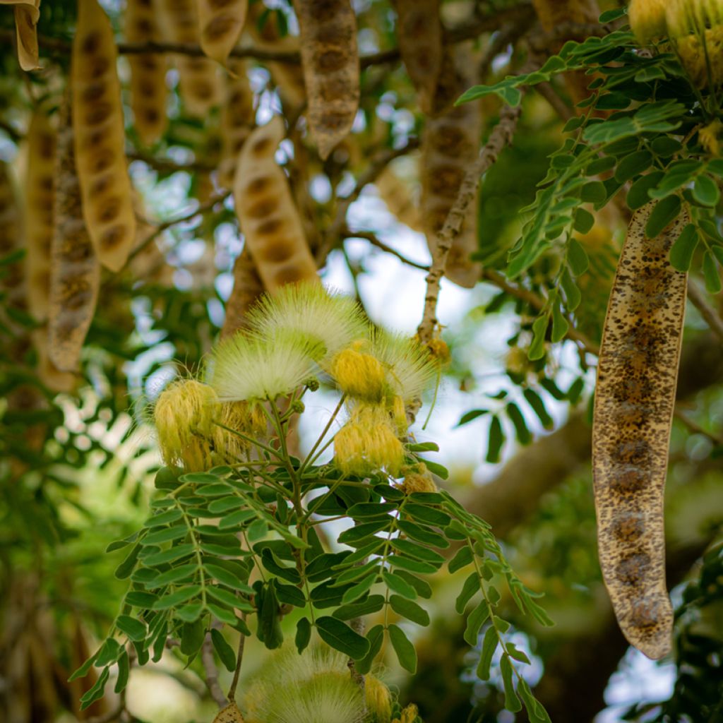 Albizia lebbeck - Bois noir des Bas