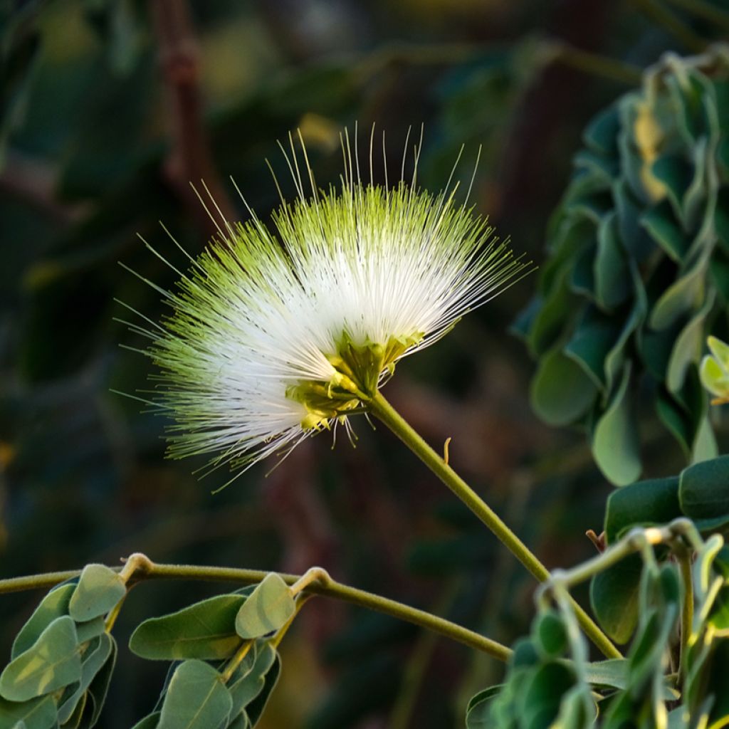 Albizia lebbeck - Bois noir des Bas