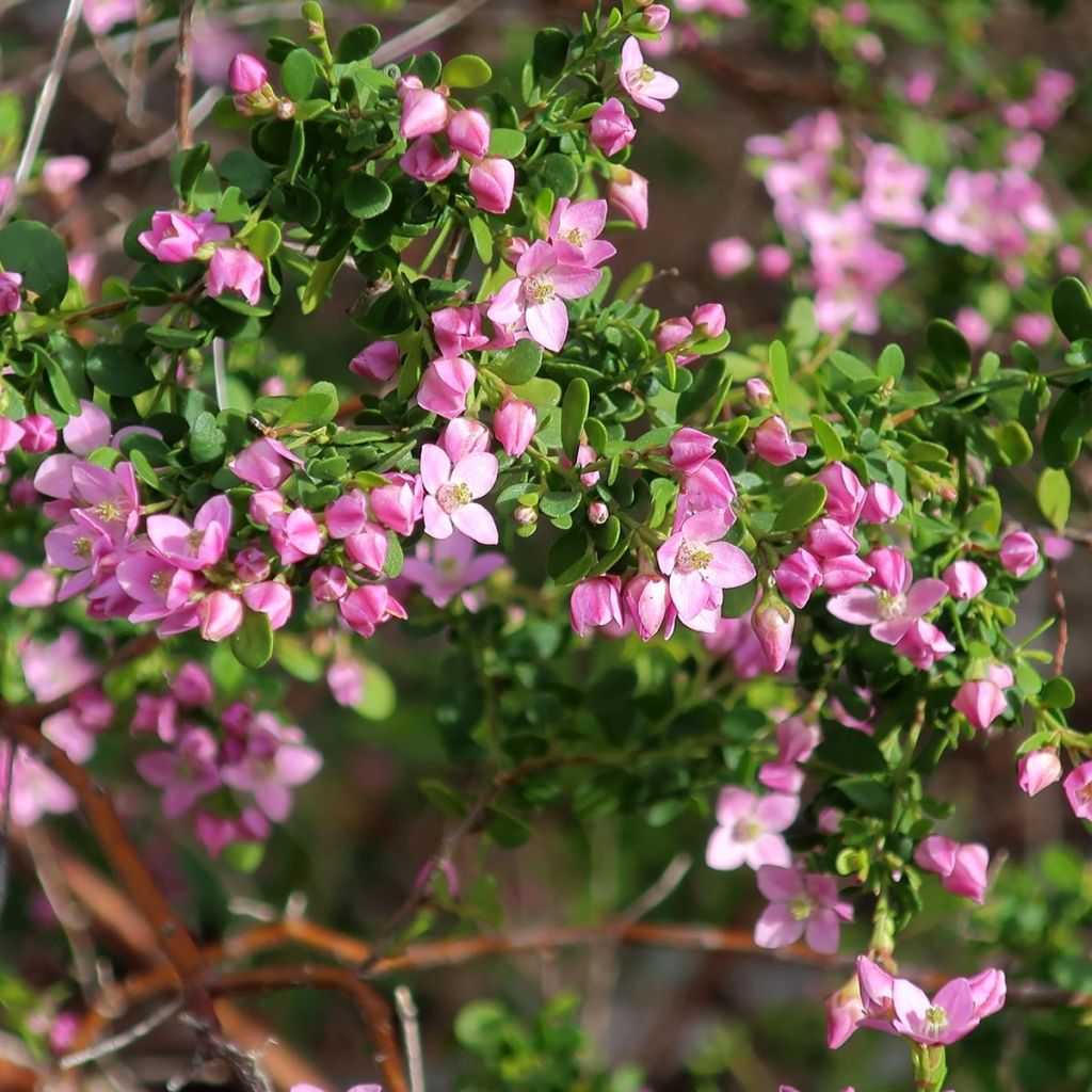 Boronia crenulata Shark Bay - Boronie à feuilles crénelées