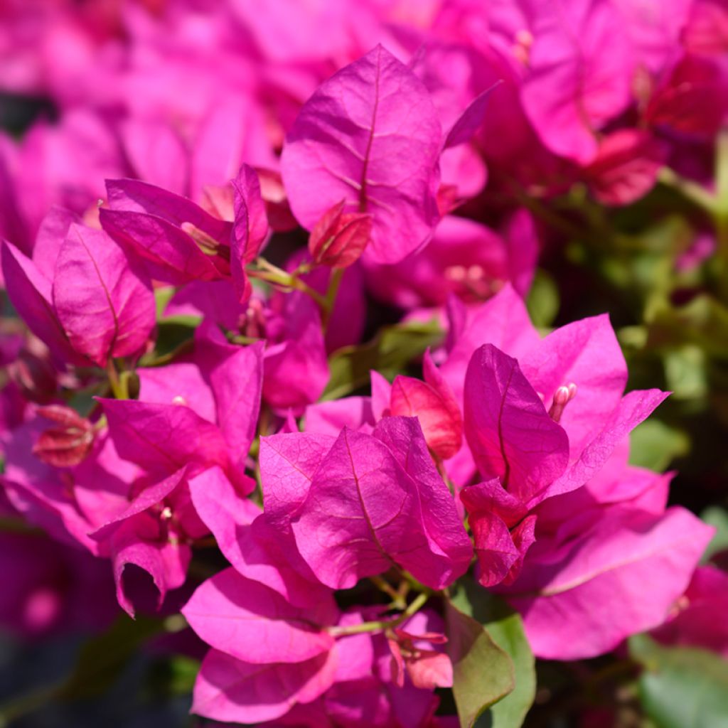Bougainvillier nain Vera Deep Purple