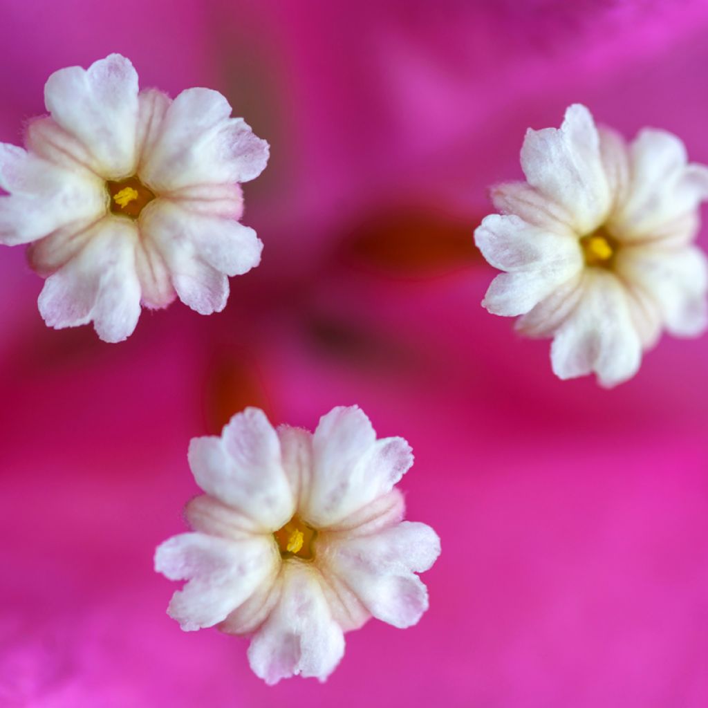 Bougainvillier nain Vera Deep Purple