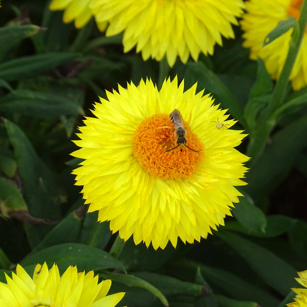 Bracteantha Granvia Gold - Immortelle