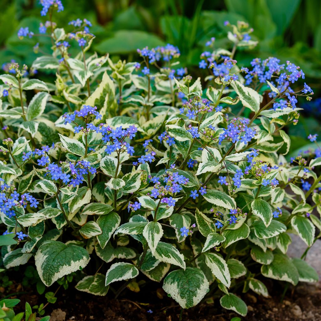Brunnera Macrophylla Variegata - Myosotis du Caucase