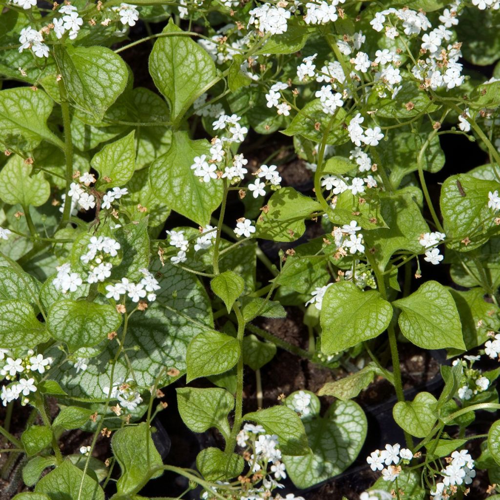 Brunnera macrophylla Mr Morse - Myosotis du Caucase