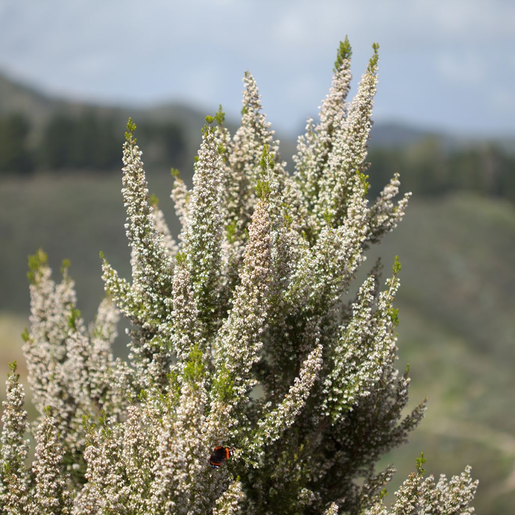 Bruyère arborescente Pink Joy - Erica arborea
