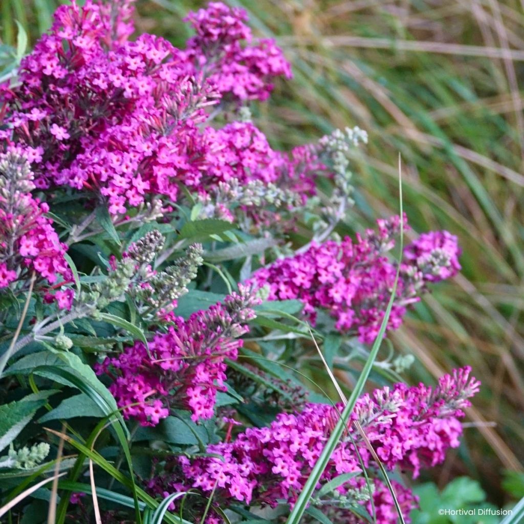 Buddleja davidii Tiny Buddy Hot Pink - Arbre aux papillons nain