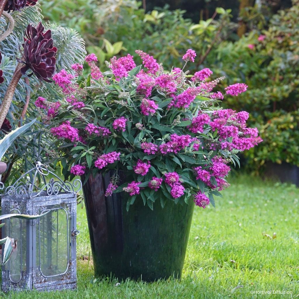 Buddleja davidii Tiny Buddy Hot Pink - Arbre aux papillons nain
