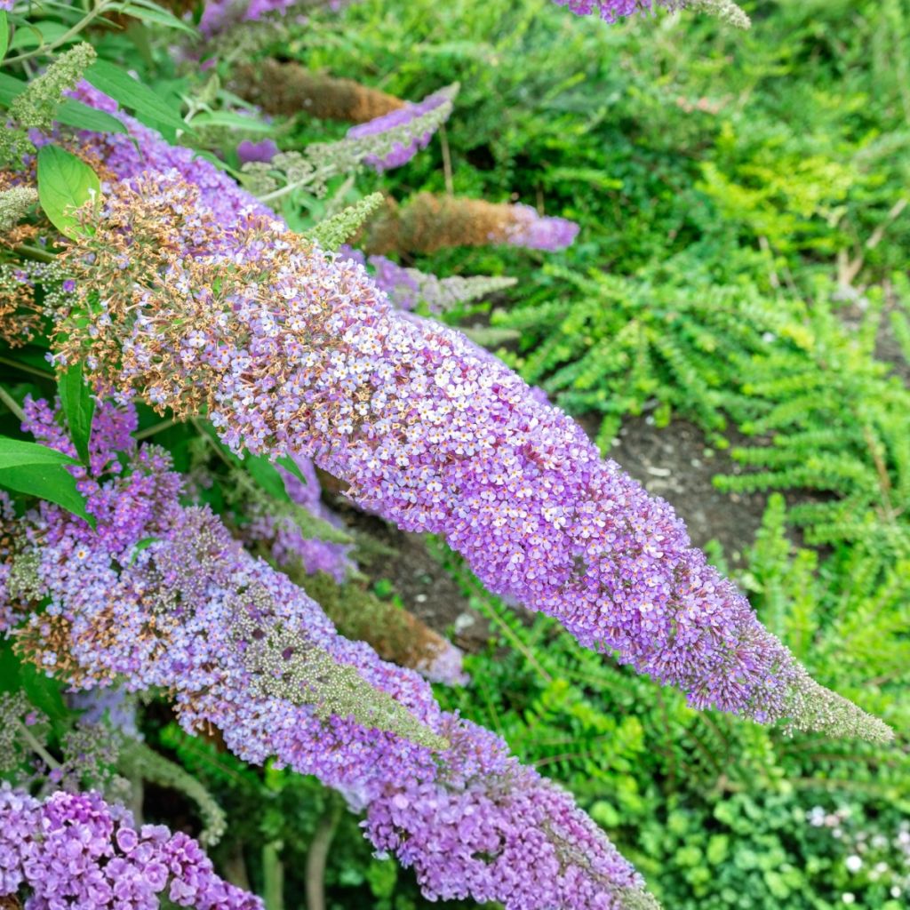 Buddleja davidii Grand Cascade - Arbre aux papillons