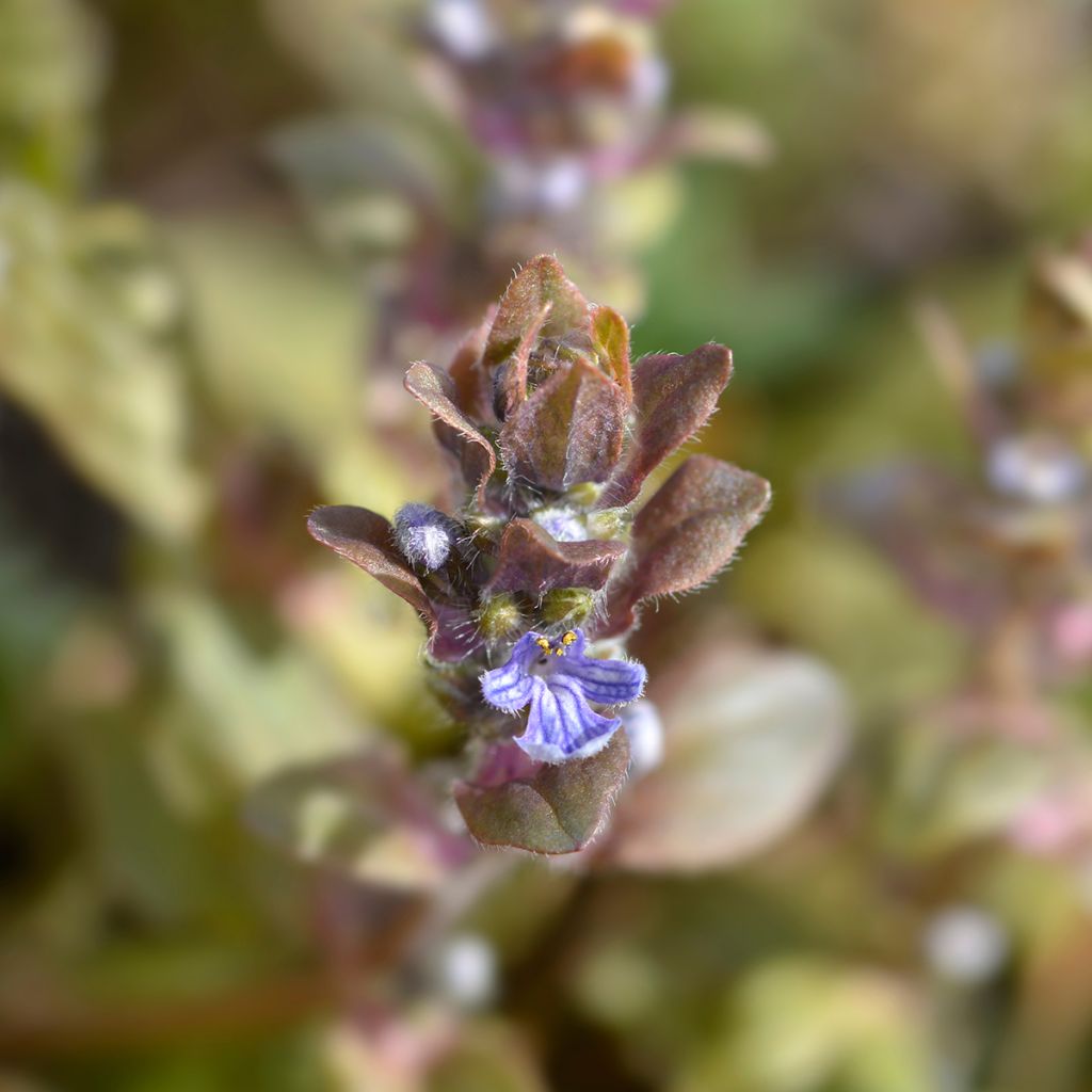 Bugle rampante - Ajuga reptans Multicolor (Rainbow)