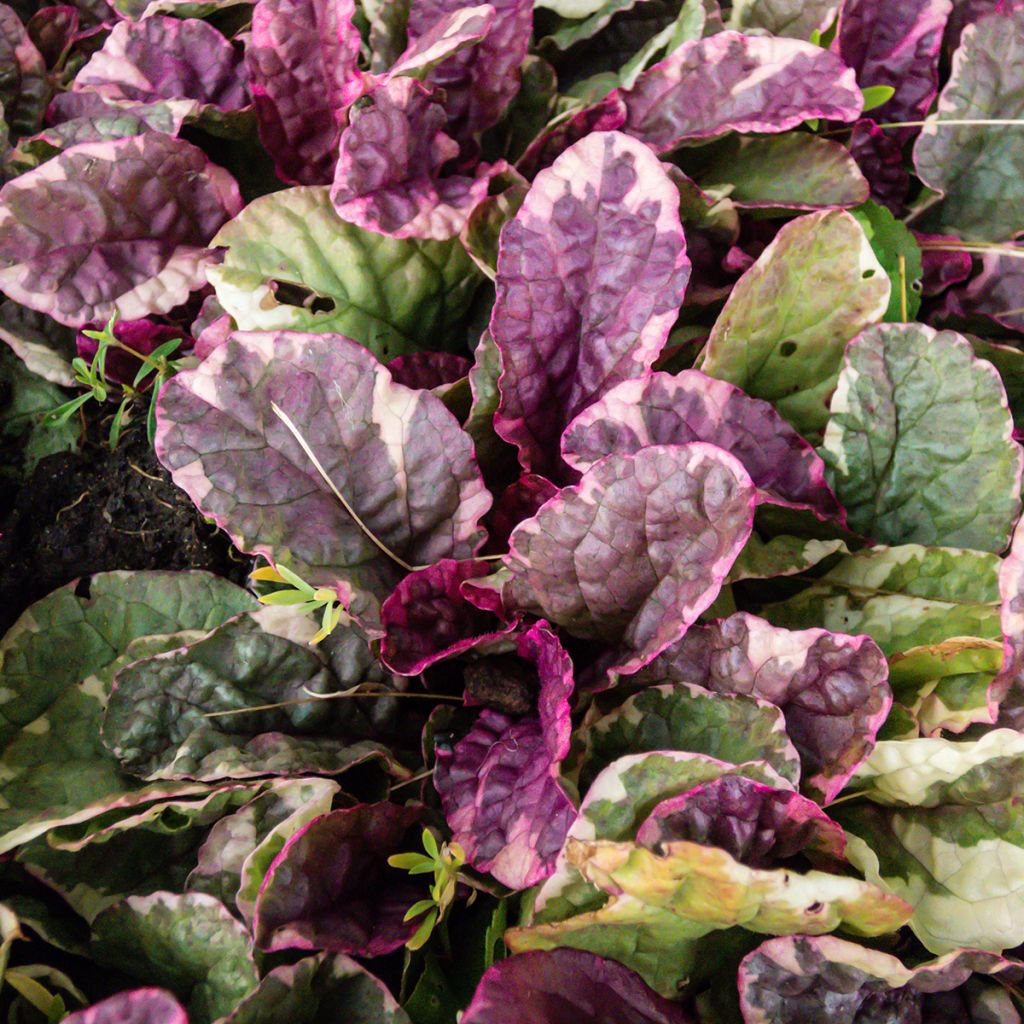 Bugle rampante - Ajuga reptans Multicolor (Rainbow)