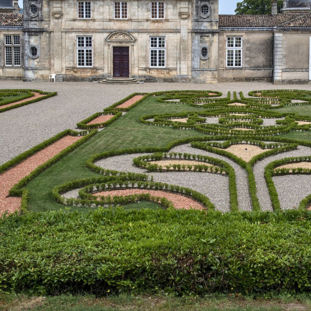 Buis - Buxus Betterbuxus Renaissance