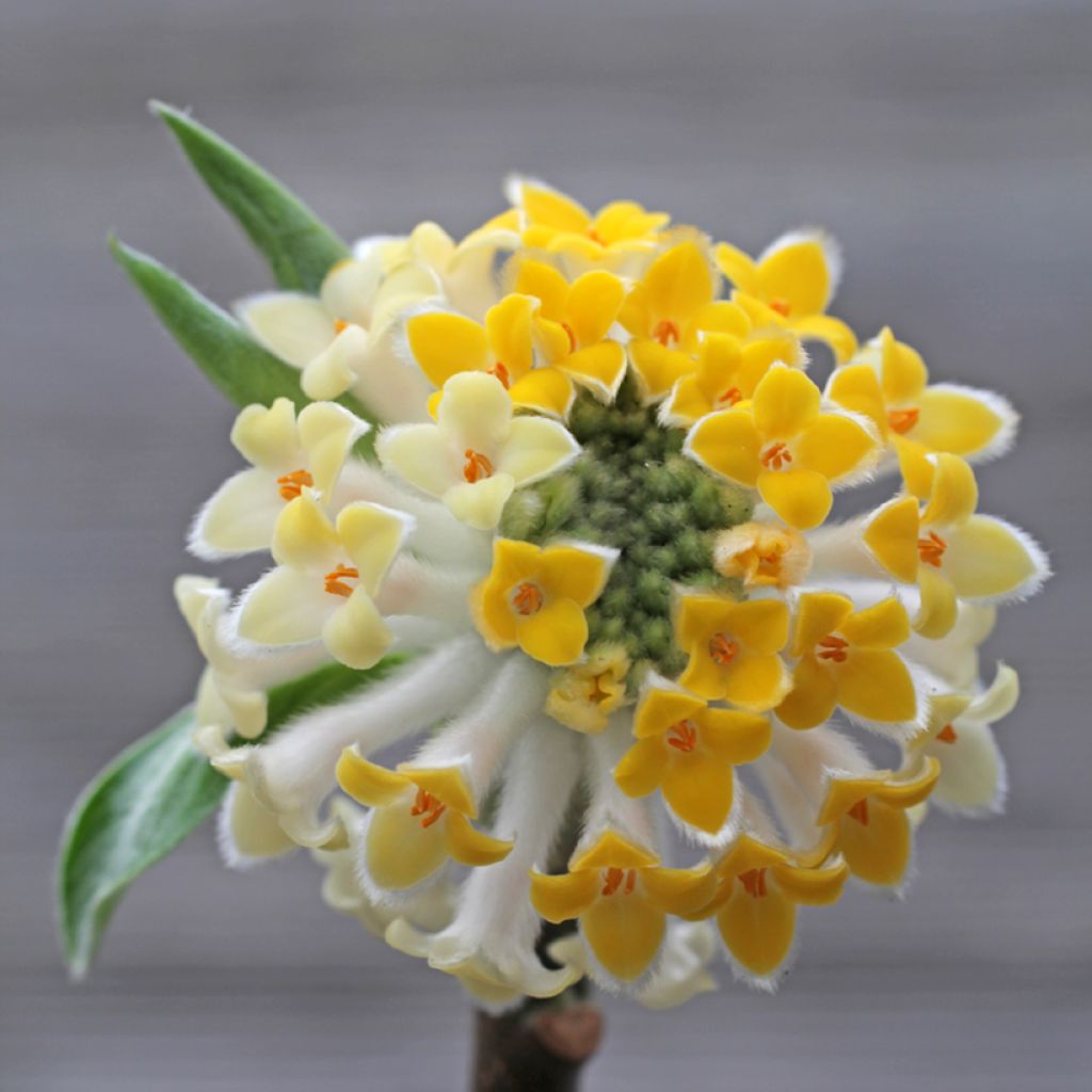 Buisson à papier - Edgeworthia chrysantha Winter Liebe