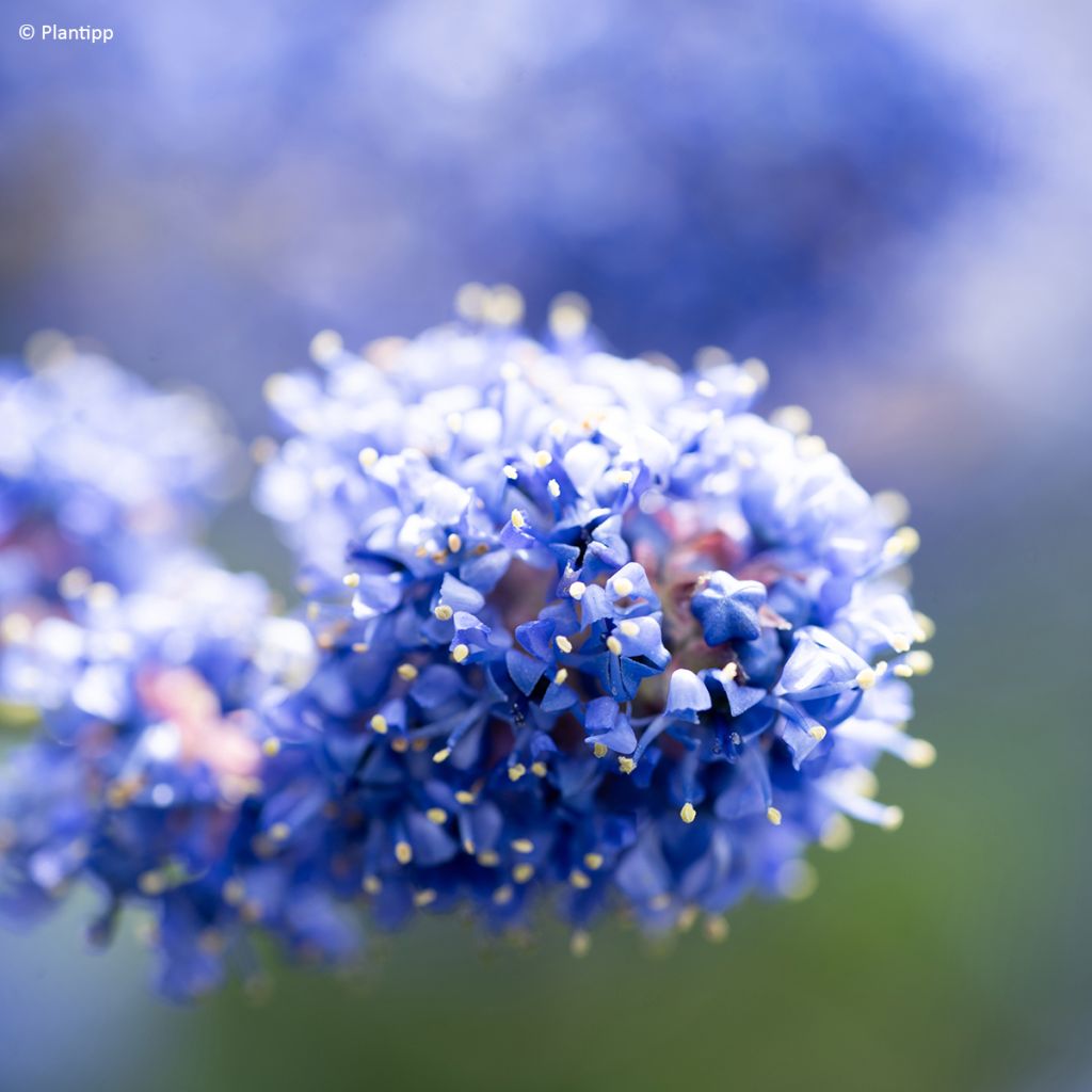 Céanothe Pacific Wave - Lilas de Californie
