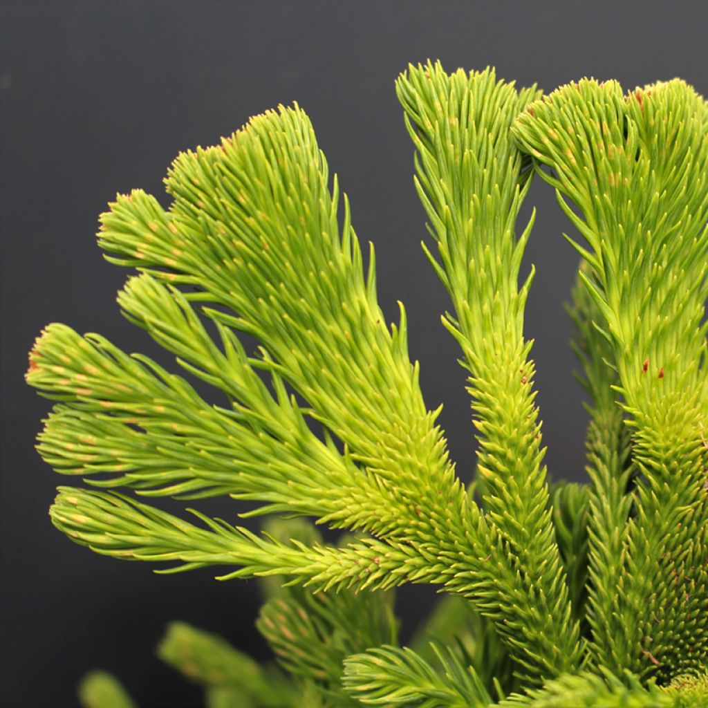 Cryptomeria japonica Tomahawk - Cèdre du Japon