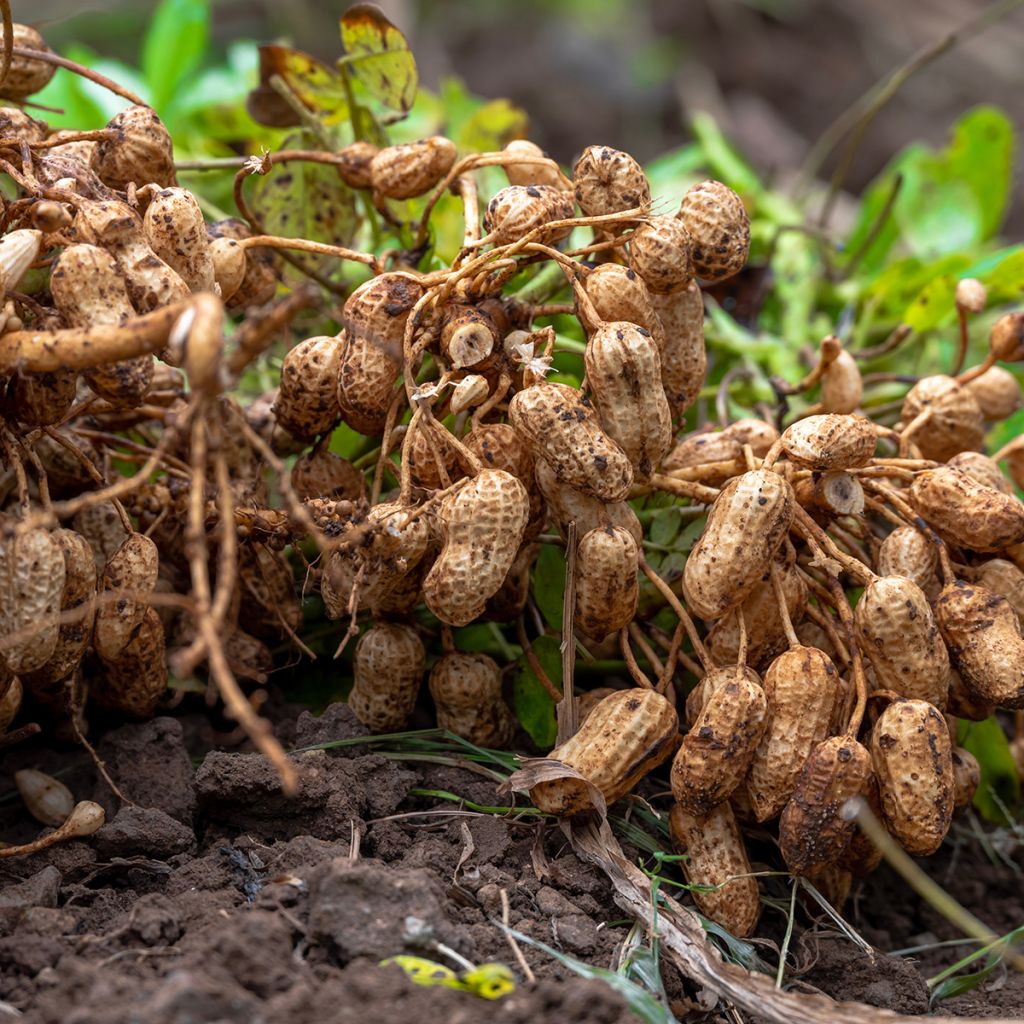 Cacahuètes  - Arachide
