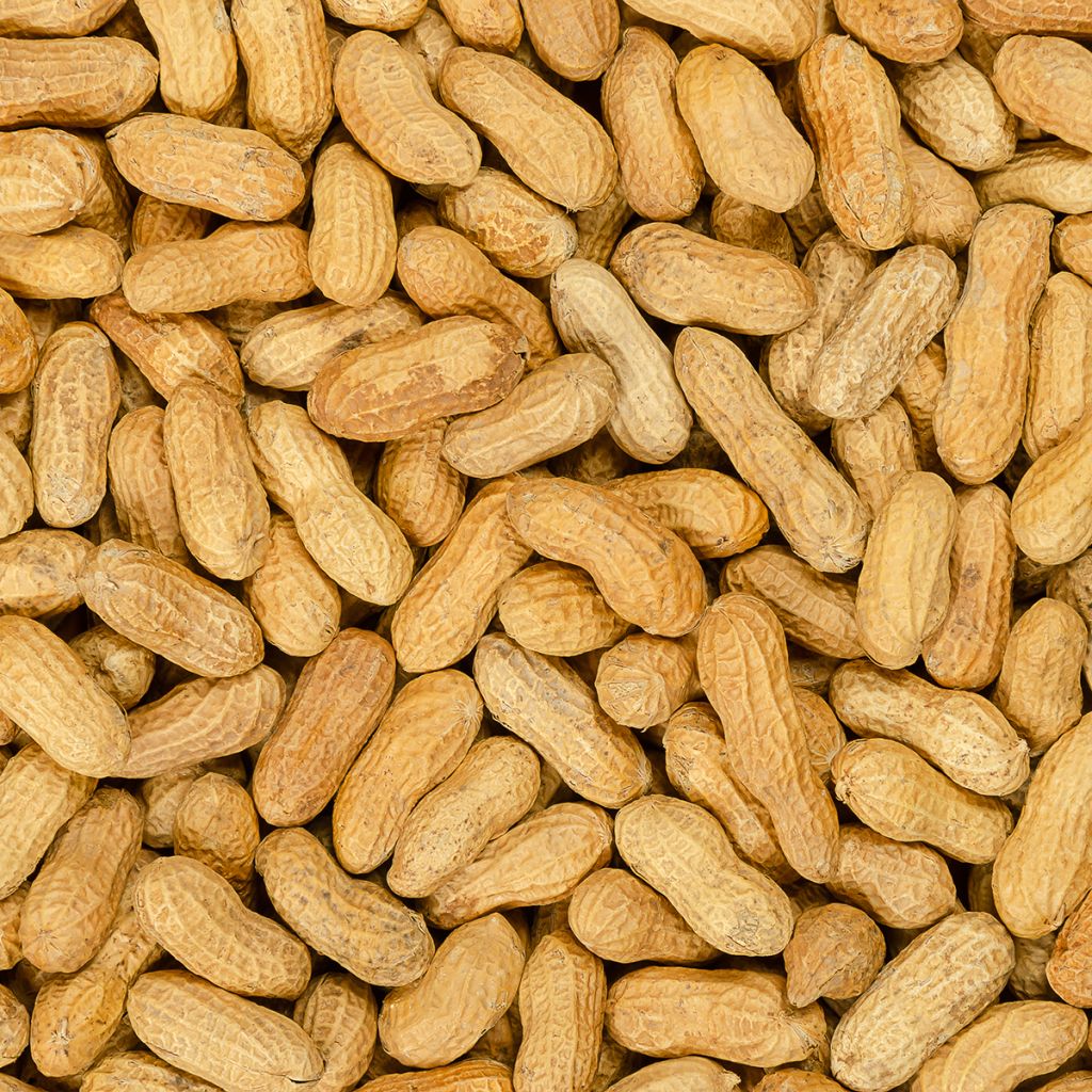 Cacahuètes  - Arachide