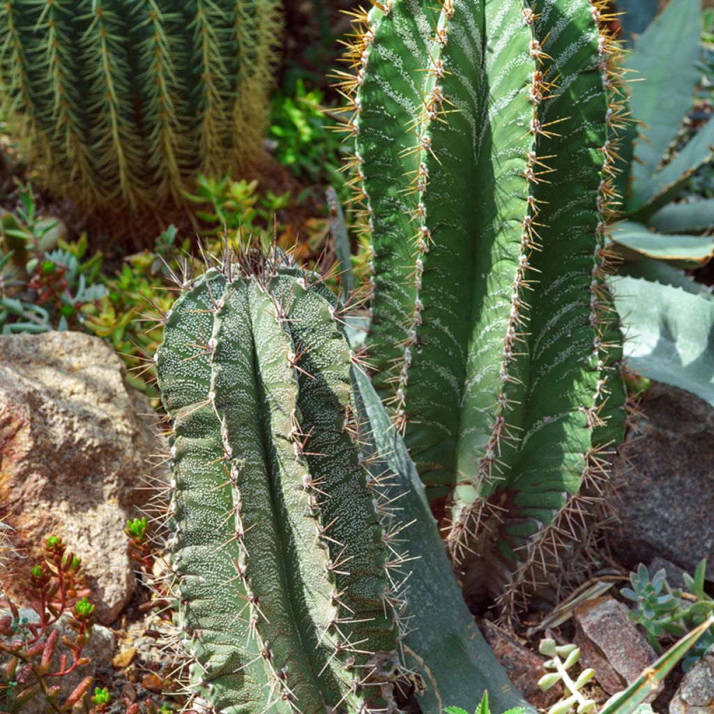 Cactus - Astrophytum ornatum