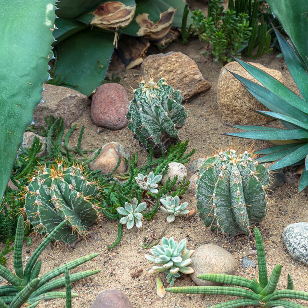 Cactus - Astrophytum ornatum