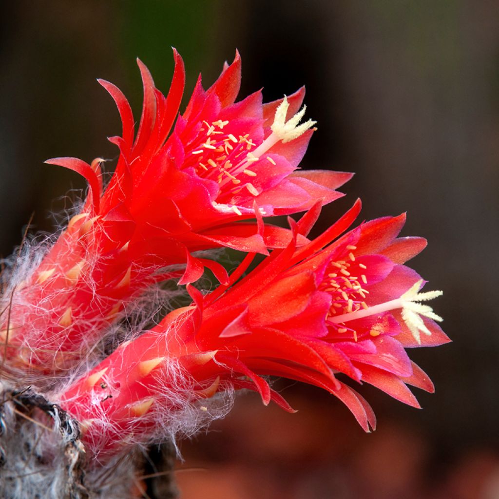 Cactus cierge - Cleistocactus strausii